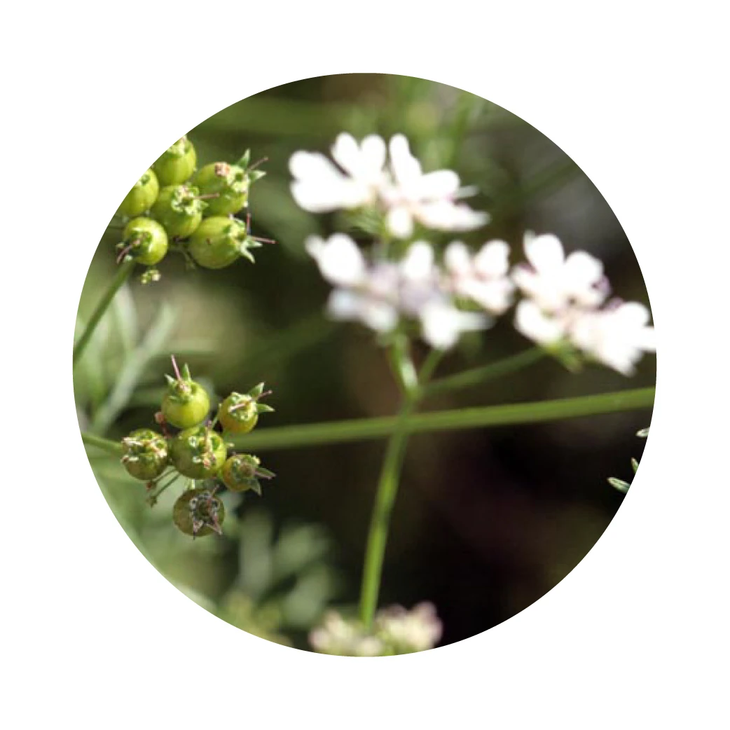 EXTRAIT AROMATIQUE (HYDROLAT) DE CORIANDRE